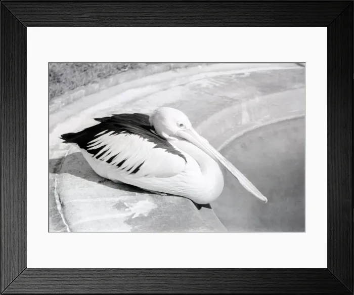 Framed Print : Pelicans at London Zoo. October 1937 OL307I-001