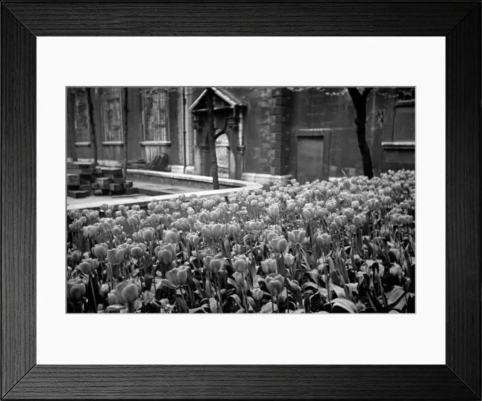 Framed Print : Flowers growing amongst the bomb damaged St Brides Church in Fleet Street, London