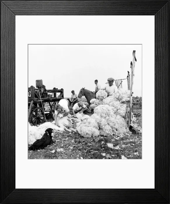 Framed Print : Sheep-Shearing, on Romney Marsh. July 1952 C3361