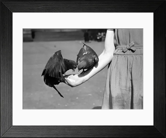 Framed Print : Pigeons in Trafalgar Square. January 1939 OL307J-007 Framed Print : Pigeons in Trafalgar Square. January 1939 OL307J-007