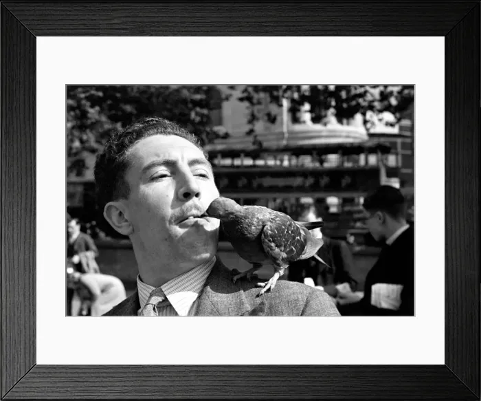 Framed Print : Pigeons in Trafalgar Square. January 1939 OL307J-002