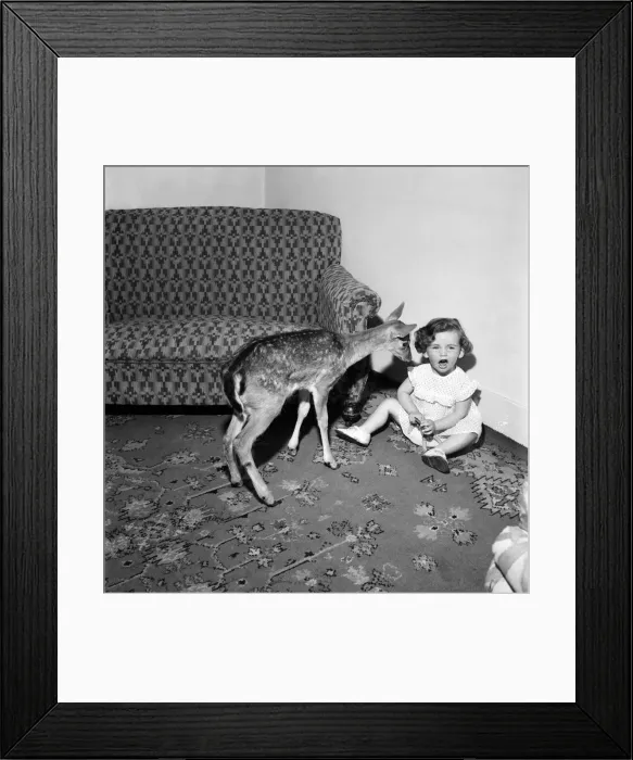 Framed Print : Bambi'Tame Fawn with Lindsay Pennell. July 1952 C3429