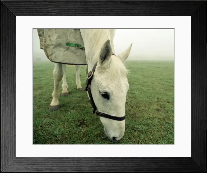 Framed Print : Retired racing legend Desert Orchid out in his field with his new filly Framed Print : Retired racing legend Desert Orchid out in his field with his new filly