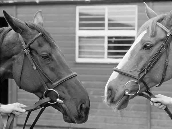 Grand National favourites, Burrough Hill Lad (left) and Corbiere pictured at Jenny