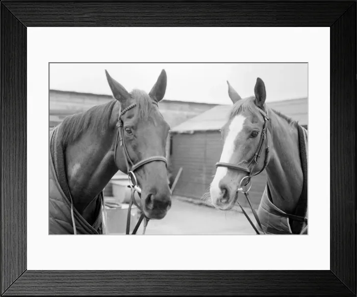 Framed Print : Grand National favourites, Burrough Hill Lad (left) and Corbiere pictured at Jenny Framed Print : Grand National favourites, Burrough Hill Lad (left) and Corbiere pictured at Jenny