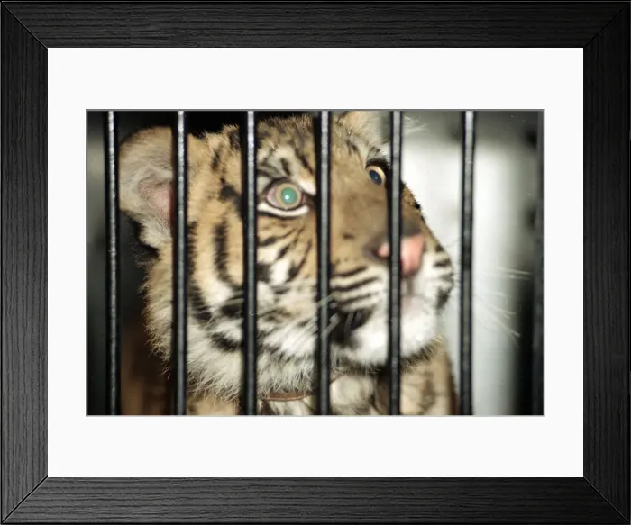 Framed Print : Roque the Tiger arrives at the Born Free Sanctuary in Headcorn Kent - from Spain December