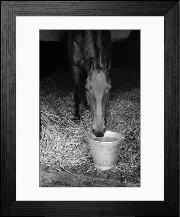 Framed Print : A day in the life of Arkle. 21st November 1965 Framed Print : A day in the life of Arkle. 21st November 1965