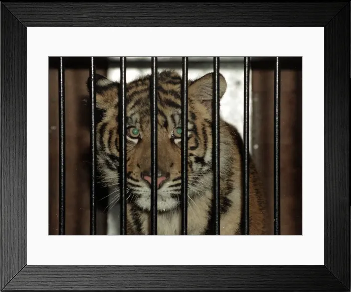 Framed Print : Roque the Tiger arrives at the Born Free Sanctuary in Headcorn Kent - from Spain December Framed Print : Roque the Tiger arrives at the Born Free Sanctuary in Headcorn Kent - from Spain December