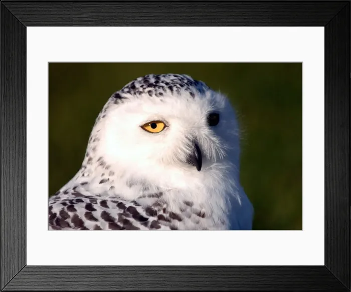 Framed Print : A snowy owl who needs a name at The Barn at Beal Framed Print : A snowy owl who needs a name at The Barn at Beal