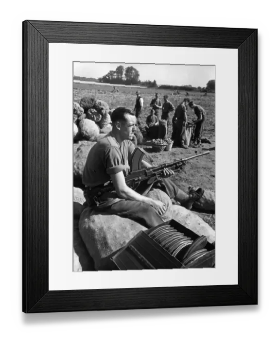 Framed Print : Soldiers gathering potatoes from farmland in East Anglia Framed Print : Soldiers gathering potatoes from farmland in East Anglia