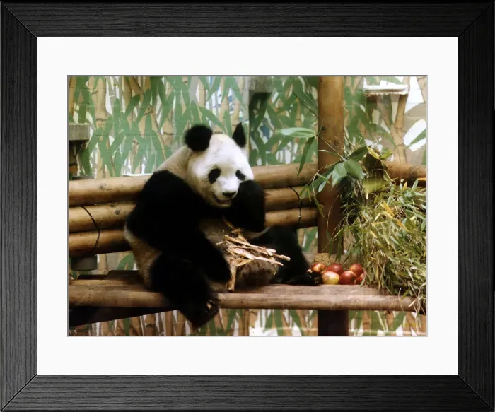 Framed Print : Panda Ming Ming