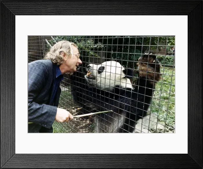 Framed Print : Panda with former Mirror Journalist July 1988