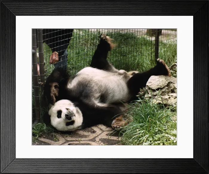Framed Print : Animals Panda July 1988 Framed Print : Animals Panda July 1988