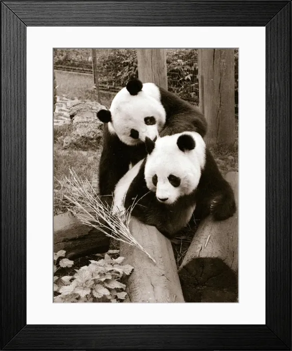 Framed Print : Cute Pandas playing on logs in their cage at the zoo. 21 / 04 / 1978 Framed Print : Cute Pandas playing on logs in their cage at the zoo. 21 / 04 / 1978