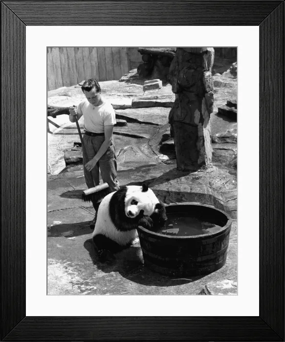 Framed Print : Bathtime for Chi Chi the panda, getting a scrub from the keeper Alan Kent who spends all