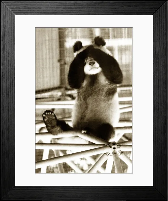 Framed Print : Panda sitting with his paws over his eyes. Circa 1980 Framed Print : Panda sitting with his paws over his eyes. Circa 1980