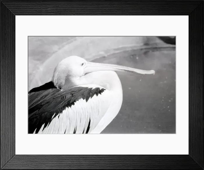 Framed Print : Pelicans at London Zoo. October 1937 OL307I Framed Print : Pelicans at London Zoo. October 1937 OL307I