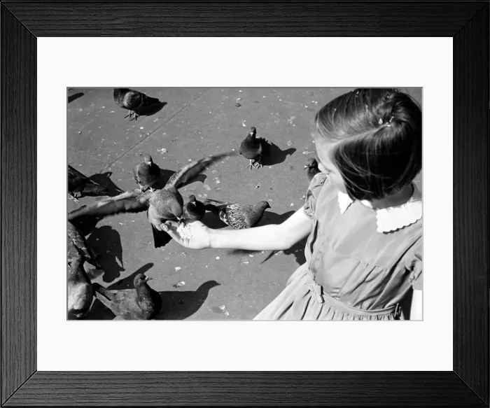 Framed Print : Pigeons in Trafalgar Square. January 1939 OL307J-004 Framed Print : Pigeons in Trafalgar Square. January 1939 OL307J-004