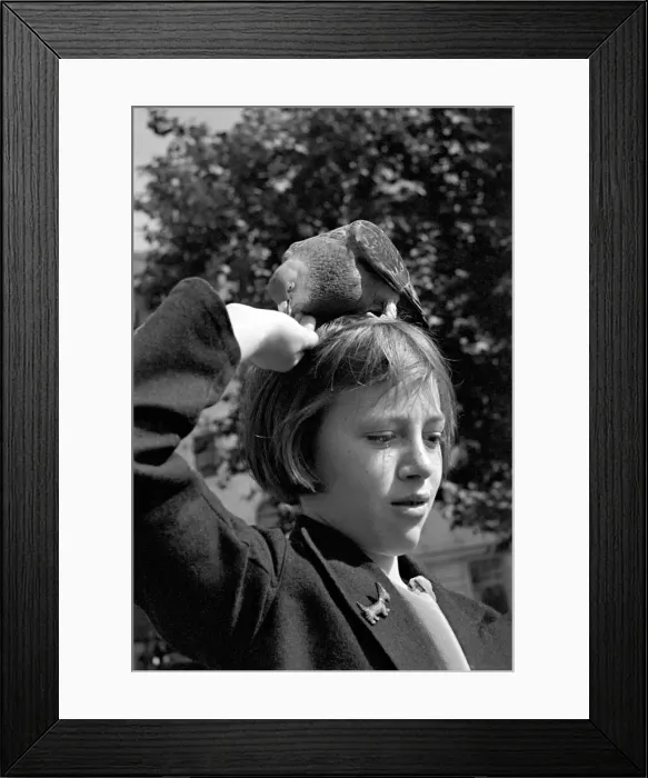 Framed Print : Pigeons in Trafalgar Square. January 1939 OL307J Framed Print : Pigeons in Trafalgar Square. January 1939 OL307J