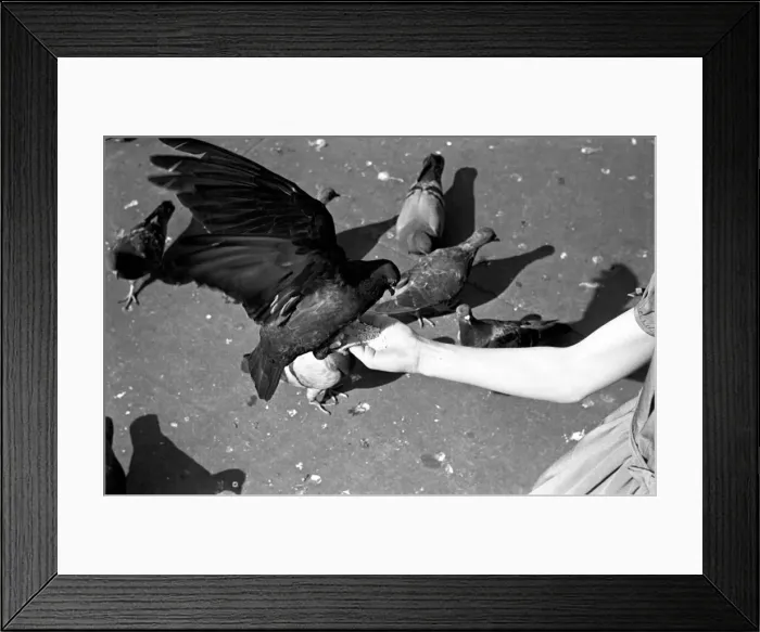 Framed Print : Pigeons in Trafalgar Square. January 1939 OL307J-005 Framed Print : Pigeons in Trafalgar Square. January 1939 OL307J-005
