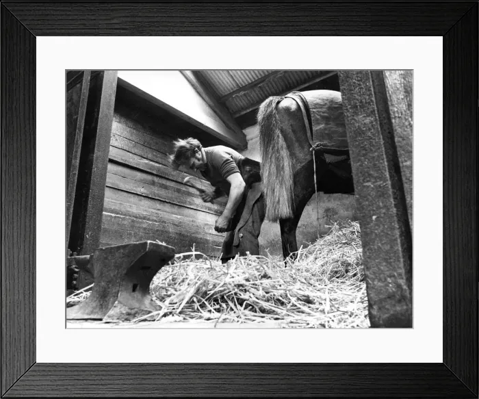Framed Print : Blacksmith Doug Dunn shoeing racehorses in a stable near his forge at Rennington Framed Print : Blacksmith Doug Dunn shoeing racehorses in a stable near his forge at Rennington