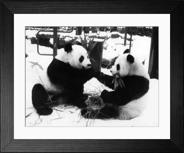 Framed Print : Animals - Bears - Pandas. Cold shoulder. Ching-Ching and Chia-Chia. December 1981 P000535