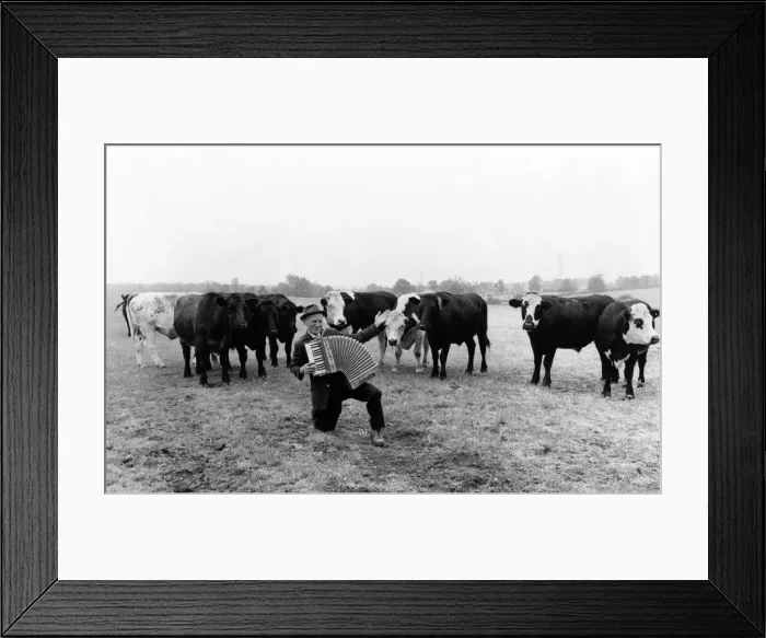 Framed Print : Animals - Cattle. November 1976 P000478 Framed Print : Animals - Cattle. November 1976 P000478