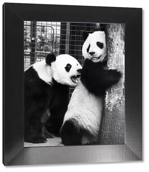 Animals - Bears - Pandas. Grr-off!... The course of true love hardly ever runs smooth