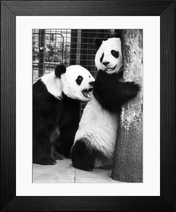 Framed Print : Animals - Bears - Pandas. Grr-off!... The course of true love hardly ever runs smooth