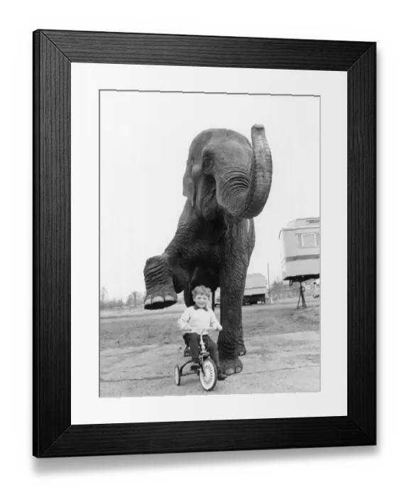 Framed Print : Animals - Children with Elephants. February 1965 P000471