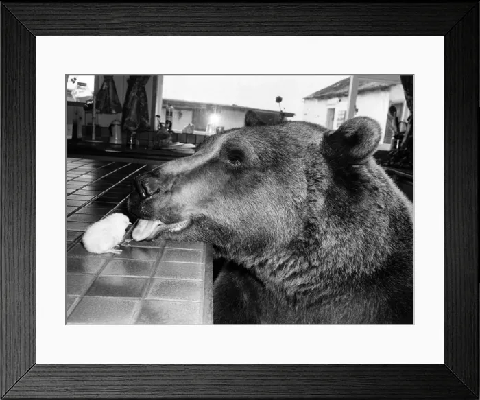Framed Print : Animals - Bears Tasteful. Hercules, licking friendship into shape. April 1982 P000565