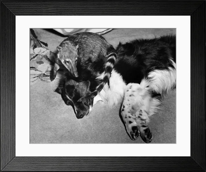 Framed Print : Animals - Coati Mundi. March 1938 P000407 Framed Print : Animals - Coati Mundi. March 1938 P000407