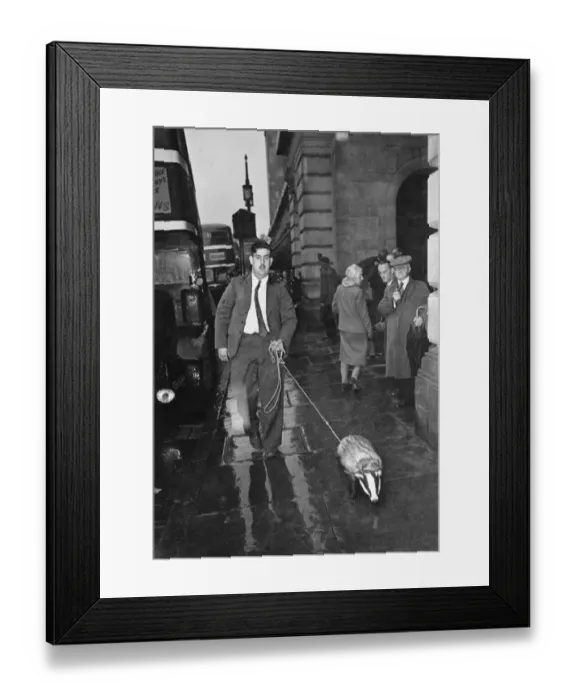 Framed Print : Pet Badger owned by Harry Smith of Cropwell Bishop Notts. July 1946 P000399