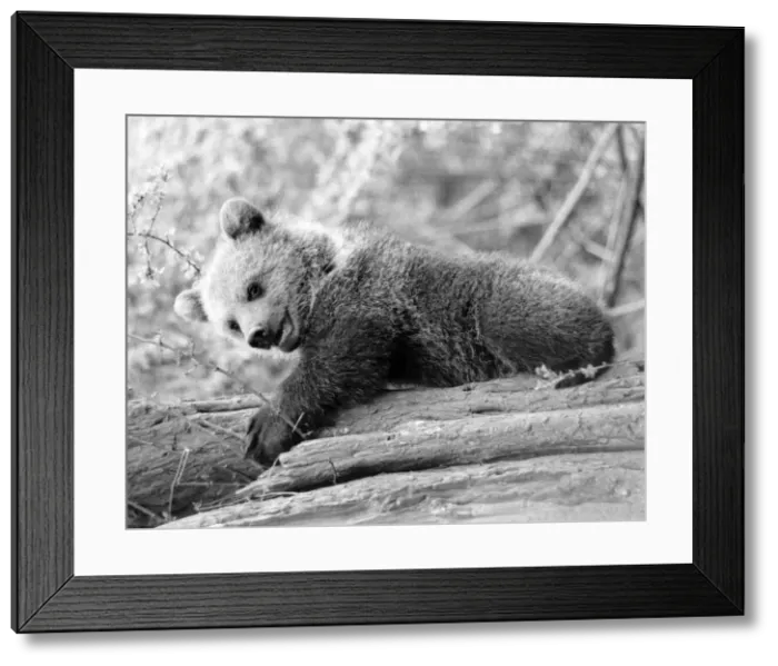 Framed Print : Bears will be boys. Little boys as everyone knows love climbing trees Framed Print : Bears will be boys. Little boys as everyone knows love climbing trees