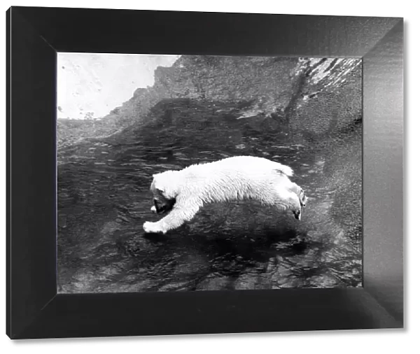 Animals - Bears - Polar. June 1971 P000444