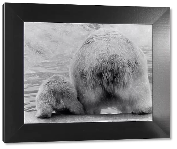 Animals - Bears - Polar. Bearrr: Its cold. April 1977 P000443