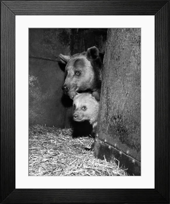 Framed Print : Mother Bear Sheila brings out'a cub. April 1963 P000557 Framed Print : Mother Bear Sheila brings out'a cub. April 1963 P000557