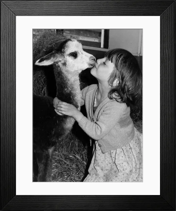 Framed Print : Animals - Alpaca. A Big kiss for Metro from Karen Ellies. September 1983 P000431