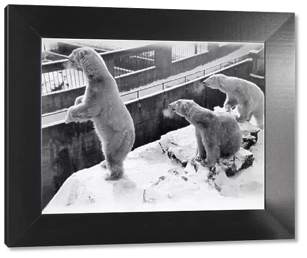 Animals - Polar Bears. March 1931 P000364