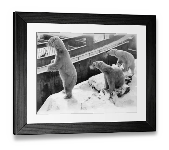 Framed Print : Animals - Polar Bears. March 1931 P000364 Framed Print : Animals - Polar Bears. March 1931 P000364