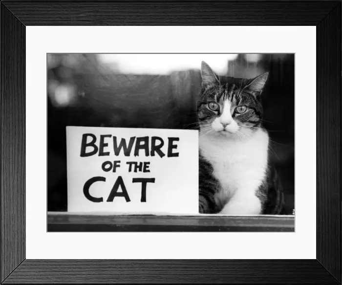 Framed Print : Animals - Cats. Spyke... Postmen take good notice of this notice. September 1982 P000462 Framed Print : Animals - Cats. Spyke... Postmen take good notice of this notice. September 1982 P000462