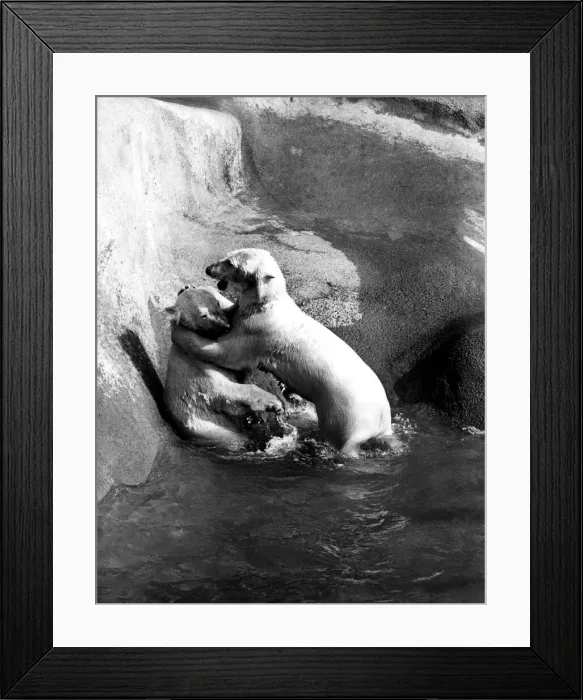 Framed Print : Pipaluk, the London Zoos cuddly little polar bear cub of last year has grown up fast Framed Print : Pipaluk, the London Zoos cuddly little polar bear cub of last year has grown up fast