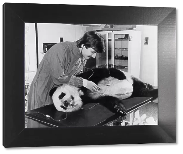 Animals - Bears - Pandas. Drip feed... and intensive care in the zoo hospital for