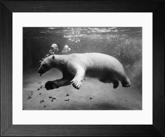 Framed Print : Animals - Polar Bears. July 1969 P000438
