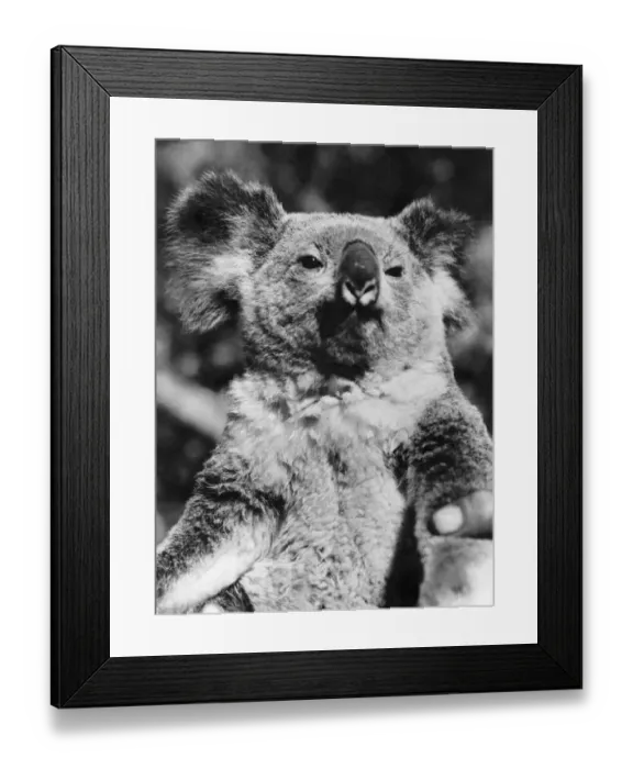 Framed Print : Animals Koala Bears. Look straight at the camera and smile, please