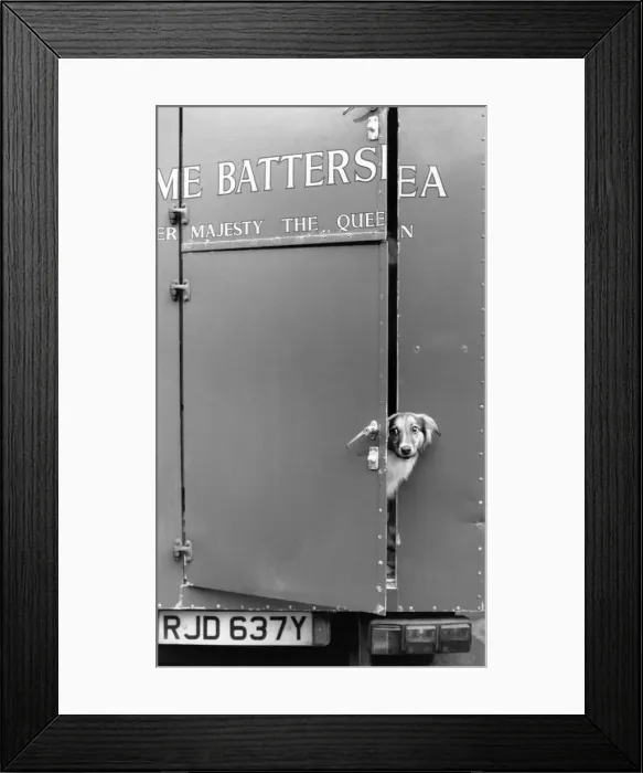 Framed Print : Animals - Dogs - Homes. Jonathan, 9, chose a playful puppy from the hundreds of pets Framed Print : Animals - Dogs - Homes. Jonathan, 9, chose a playful puppy from the hundreds of pets