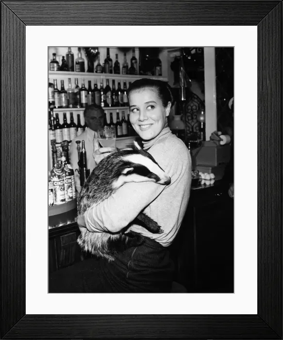 Framed Print : The Badger at the Bar. Miss Bodge, the saloon-bar badger Framed Print : The Badger at the Bar. Miss Bodge, the saloon-bar badger