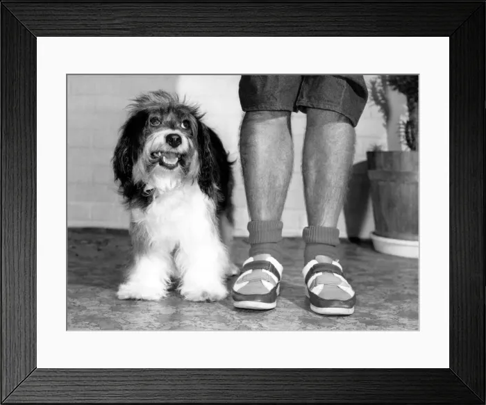 Framed Print : Animals - Dog. Hairy legs Ernie (right) with Pippin. September 1984 P000617 Framed Print : Animals - Dog. Hairy legs Ernie (right) with Pippin. September 1984 P000617