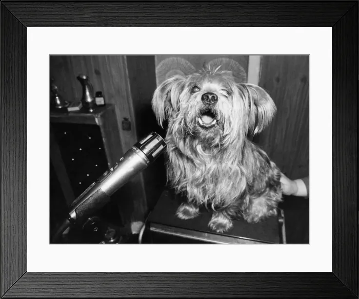 Framed Print : Animals - Dogs. March 1979 P000618 Framed Print : Animals - Dogs. March 1979 P000618