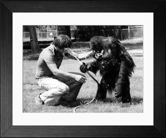 Framed Print : CJ - Orang-Utan and superstar. August 1981 P000614 Framed Print : CJ - Orang-Utan and superstar. August 1981 P000614